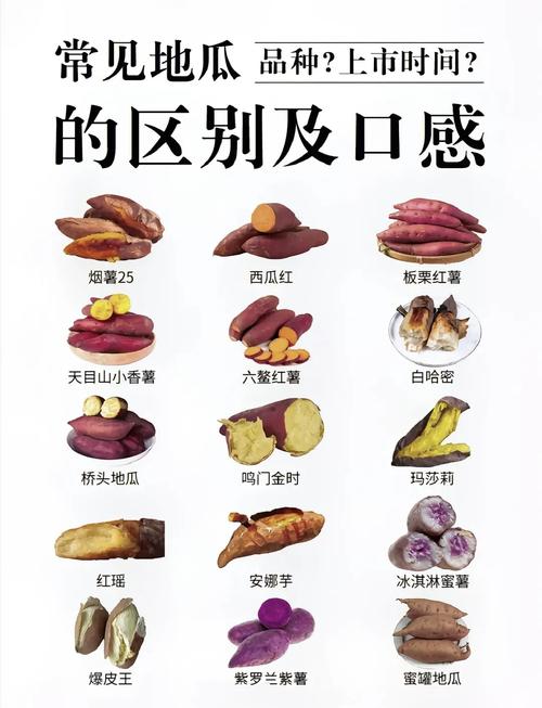 红薯的多种做法大全(红薯的几种好吃做法)