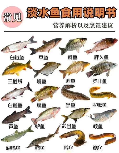 淡水鱼的做法(淡水鱼的做法大全)